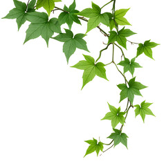Ivy-leaves-vine-branch-isolated-on-transparent-background-green-plant-ornament