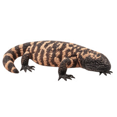 Fototapeta premium A Gila monster with its bead-like, brightly patterned scales, isolated on transparent or white background