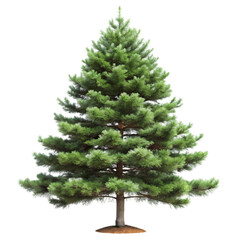 Fototapeta premium Perfect Evergreen Christmas Tree Image Free Download for Holiday Projects on Transparent background