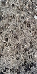 textured sheep cloven hoof prints on wet mud at a farm