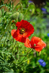 Red poppies and blue cornflowers