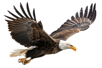 Obraz premium Majestic bald eagle, a wild bird of prey, soars in flight across the blue sky with its powerful wings