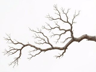 Fototapeta premium Dry Twisted Tree Branch Against White Background in Minimalist Style