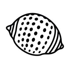 black and white spotted cowrie shell