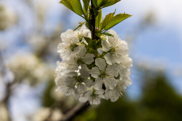 A beautiful plant from the home garden.