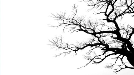 Obraz premium Silhouette of stark tree with branching patterns against bright white winter sky Nature scene