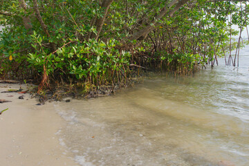 Scenic Mangrove Beach with Gentle Waves and Lush Green Foliage. Abercrombie Park St. Petersburg, FL.A serene tropical beach featuring clear sandy shores, vibrant mangrove trees, and calm ocean water, 
