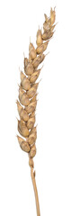 triticum aestivum ear