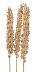 Triticum aestivum ears