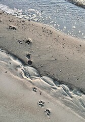 paw prints in the sand on the water edge at a beach on cape cod