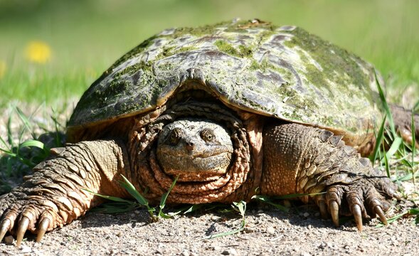 Snapping turtle on grass