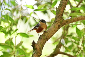 passarinhos 