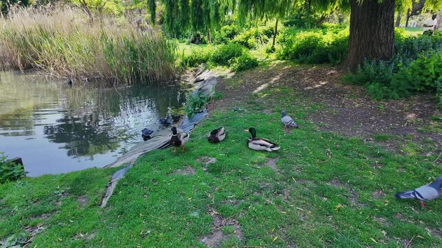 Peaceful Ducks Swimming in a London Park Pond &ndash; Folkestone Gardens