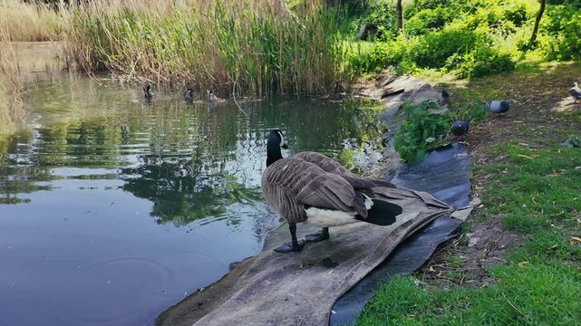 Peaceful Ducks Swimming in a London Park Pond &ndash; Folkestone Gardens