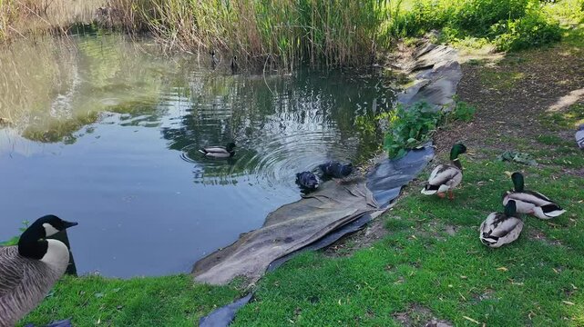 Peaceful Ducks Swimming in a London Park Pond &ndash; Folkestone Gardens