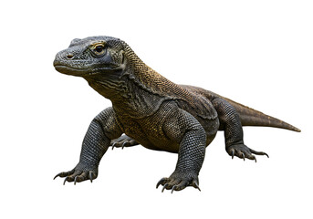Obraz premium Komodo dragon isolated on transparent background, a captivating creature for educational and creative projects.