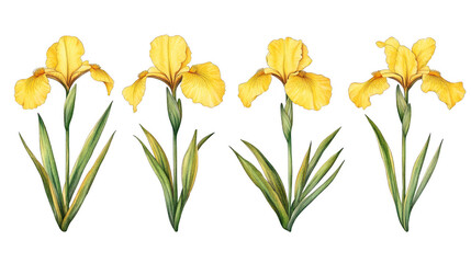 Elegant watercolor illustration of yellow irises with a transparent background © Koala