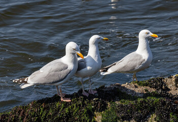 Seagull