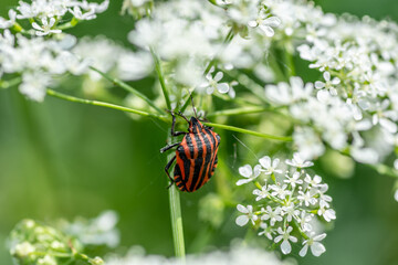 A red and black bug on a flower with a white inflorescence