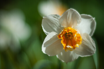Narcissus flower in the wind