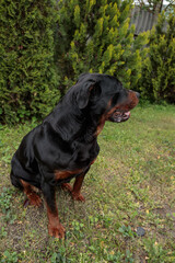 rottweiler in the green grass	