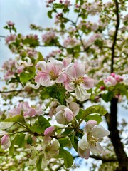 Close-up of blooming pink apple blossoms on a tree branch during springtime.