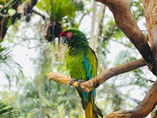 Guacamaya verde