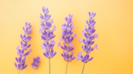 Naklejka premium Lavender Flowers Yellow Background.