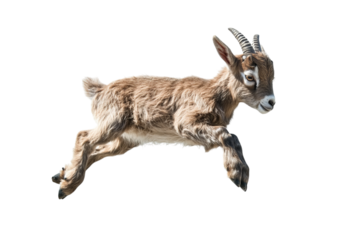 A playful young goat leaps gracefully in mid-air, showcasing its agility and joy.