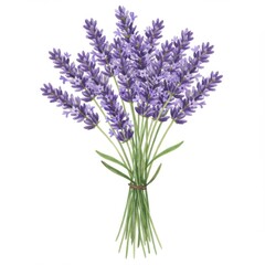 Fototapeta premium Purple Lavender Bouquet on White Background
