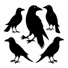 Set of crow vector on white background.