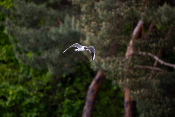A young seagull soars above a forest lake, its wings spread wide against the backdrop of green foliage and calm water. The bird&rsquo;s movement reflects energy and freedom in the natural landscape.