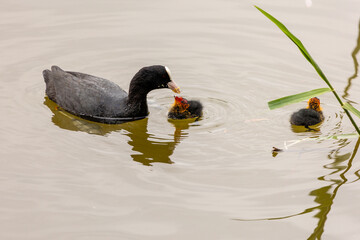 A Eurasian coot feeds its chicks in a pond. The young birds have bright red and orange feather on...