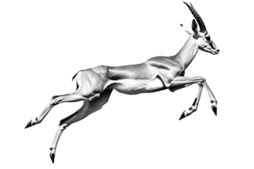A graceful antelope leaping in mid-air, showcasing agility and strength.