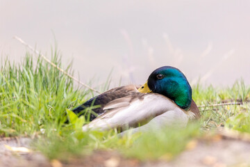 A male mallard duck or wild duck (Anas platyrhynchos) resting on the grass. It has a green head, yellow beak, and brown and white feathers. The blurred background keeps the focus on the bird.