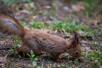 A small squirrel in urban park sniffing or searching for food among the grass and fallen leaves. It has reddish-brown fur, a bushy tail with mixed brown and gray tones, and tufted ears.