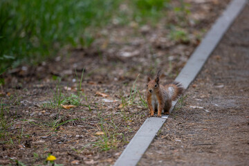 A small squirrel standing on the ground on a curb along a urban park pathway. It has reddish-brown fur, a bushy tail, and tufted ears.