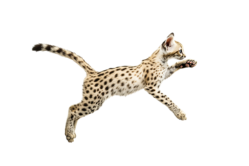 A playful serval cat leaps gracefully against a dark background.