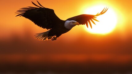 Majestic bird soaring against a vibrant orange and yellow sky