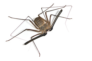 Closeup of the Arabian whip spider Phrynichus dhofarensis from Oman, photographed on white background.