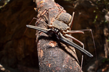 Closeup of the Arabian whip spider Phrynichus dhofarensis from Oman, photographed in its rocky...