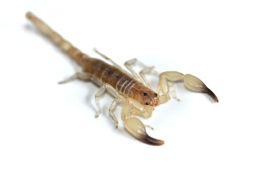 Closeup of the infamous yellow scorpion Hemiscorpius species from Oman, photographed on white background.