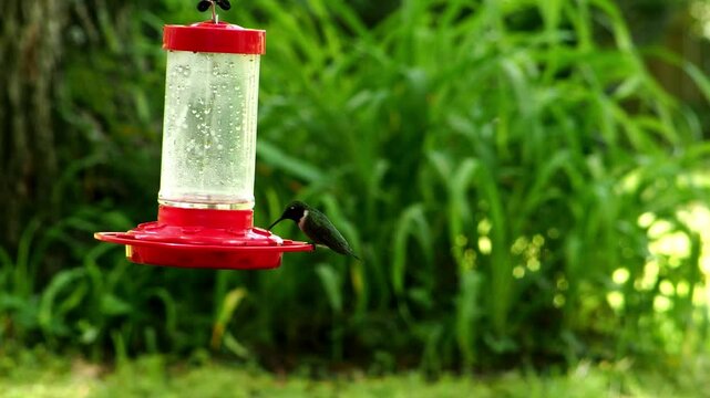 Male Ruby Throated Hummingbird On Feeder-P1010297