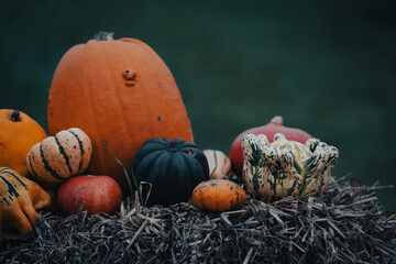 Pumpkin season