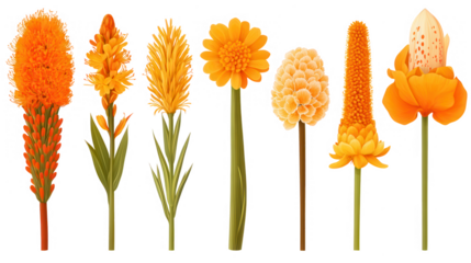 Diverse Collection of Kniphofia Flowers in Vibrant Orange Hues on PNG transparent background