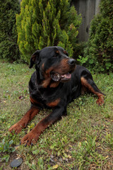 Obraz premium rottweiler in the green grass 