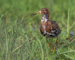 Kampfläufer stolziert durch das Moorgebiet auf der Suche nach Insekten