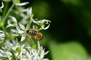 Biene auf einer Bärlauchblüte