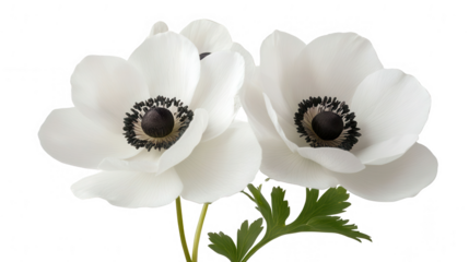 Elegant White Anemone Flowers with PNG Transparent Background for Design Projects