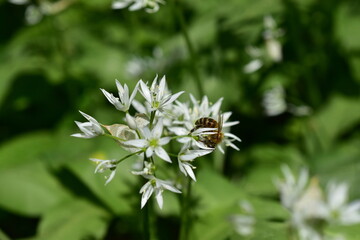 Biene auf einer Bärlauchblüte